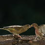 Greenfinch and Common Redpoll