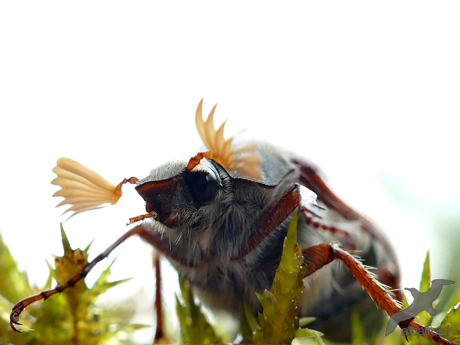 Cockchafer