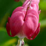 Lamprocapnos spectabilis