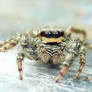 Salticidae