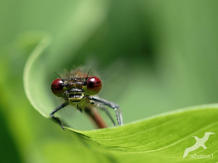 Ceriagrion tenellum