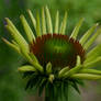 Coneflower