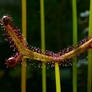 Drosera