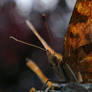 Polygonia c-album