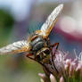 Tachina fera