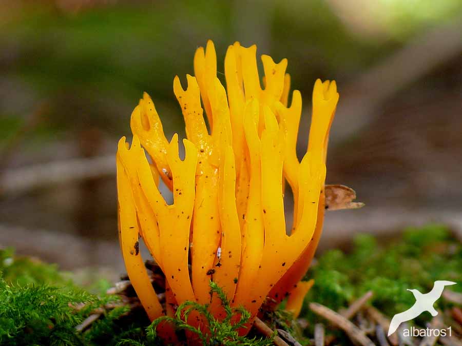 Ramaria aurea by albatros1 on DeviantArt Ramaria aurea by albatros1 on DeviantArt