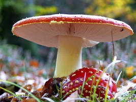 Amanita muscaria