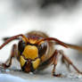 Vespa crabro ll