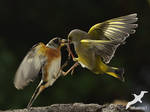 Brambling and Greenfinch by albatros1 Brambling and Greenfinch by albatros1