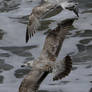 Larus argentatus