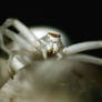 Misumena vatia lll 