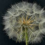 Tragopogon pratensis