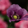 Violet Poppy