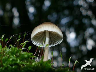 Mycena rubromargrinata