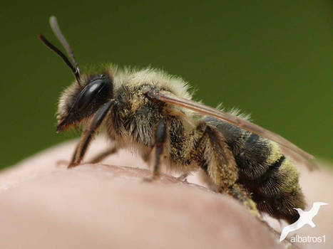 Osmia bicolor