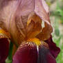 Iris barbata l 