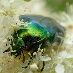 Cetonia aurata ll