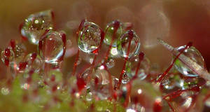 Drosera