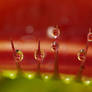 Water drops on a Venus flytrap