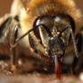 Bee drinks water