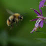 Bombus jonellus