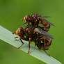 Sicus ferrugineus