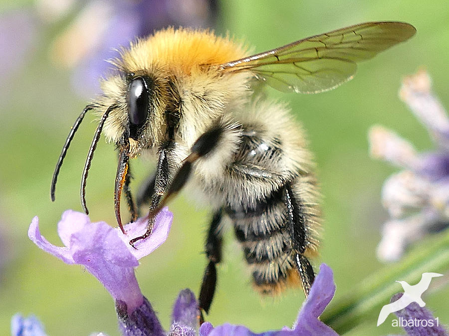 Bombus pascuorum