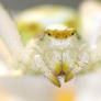 Misumena vatia