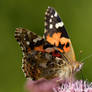 Vanessa cardui