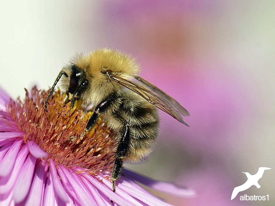 Bombus mucidus