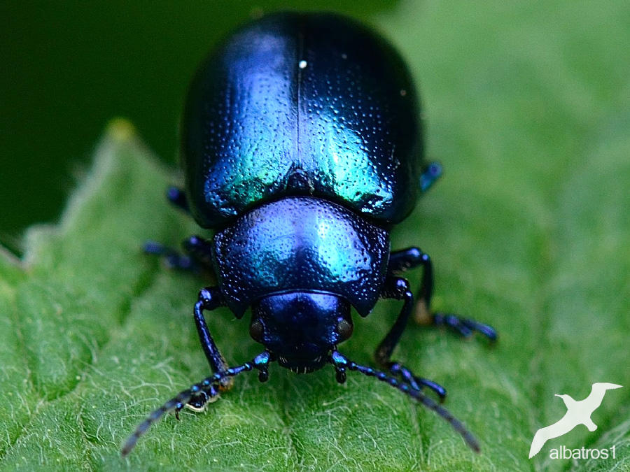 Chrysolina coerulans by albatros1 on DeviantArt