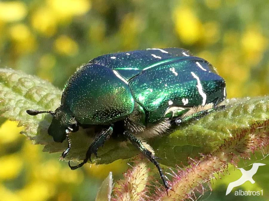 Cetoniinae
