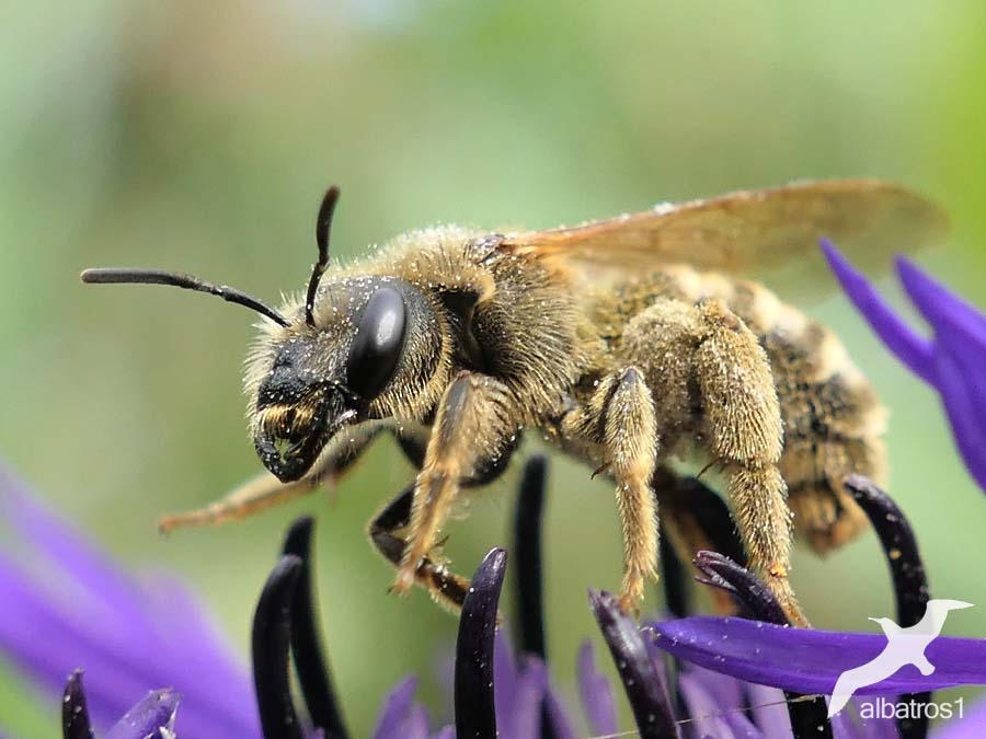 Halictus subauratus
