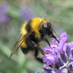 Bombus lucorum