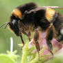 Bombus terrestris
