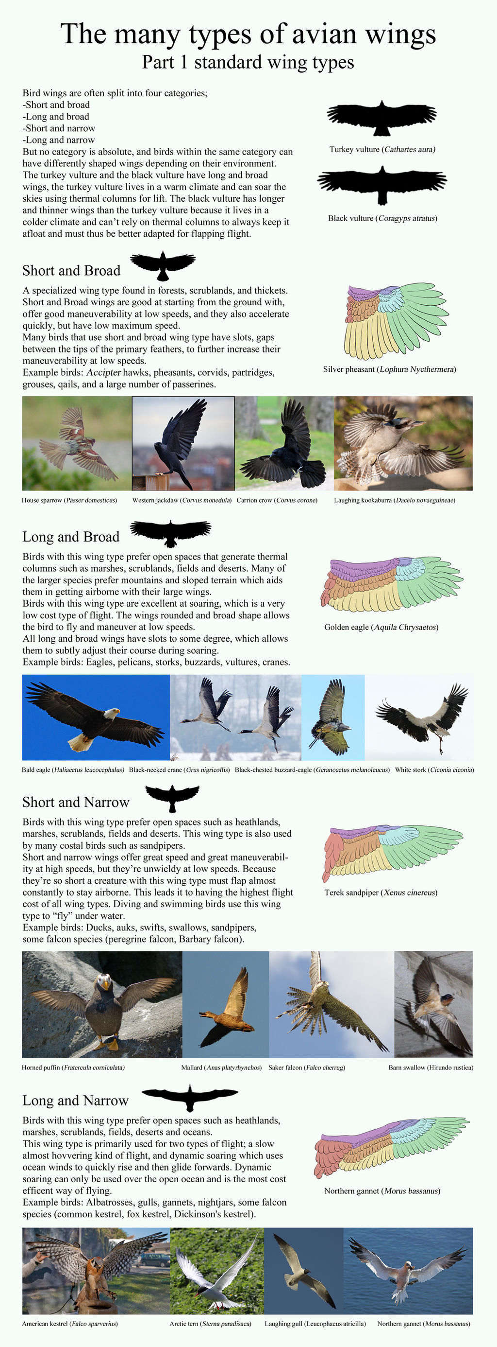 The many types of avian wings. part 1