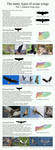 The many types of avian wings. part 1 by camelpardia
