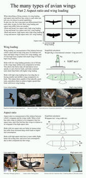 The many types of avian wings. part 2