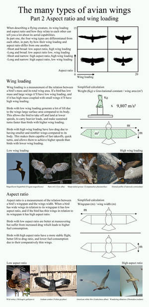 The many types of avian wings. part 2