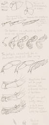 TUTORIAL WINGS on Drawing-tutorial - DeviantArt