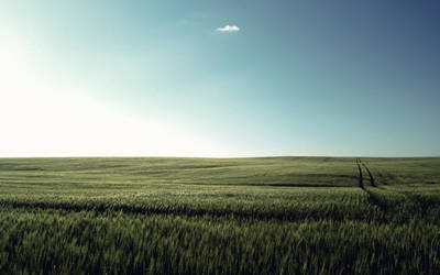 Wheat Field by PhK-Dan10