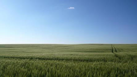 Wheat Field