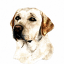 Yellow Labrador Retriever Watercolor Portrait