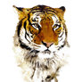 Tiger Watercolor Painting - Majestic Wildlife Art