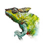 Colorful Chameleon Watercolor Painting Portrait