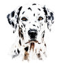 Dalmatian Watercolor Painting Portrait