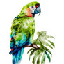 Great Green Macaw Parrot Watercolor Painting