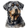 Rottweiler Watercolor Painting Portrait