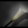 Calla Lily