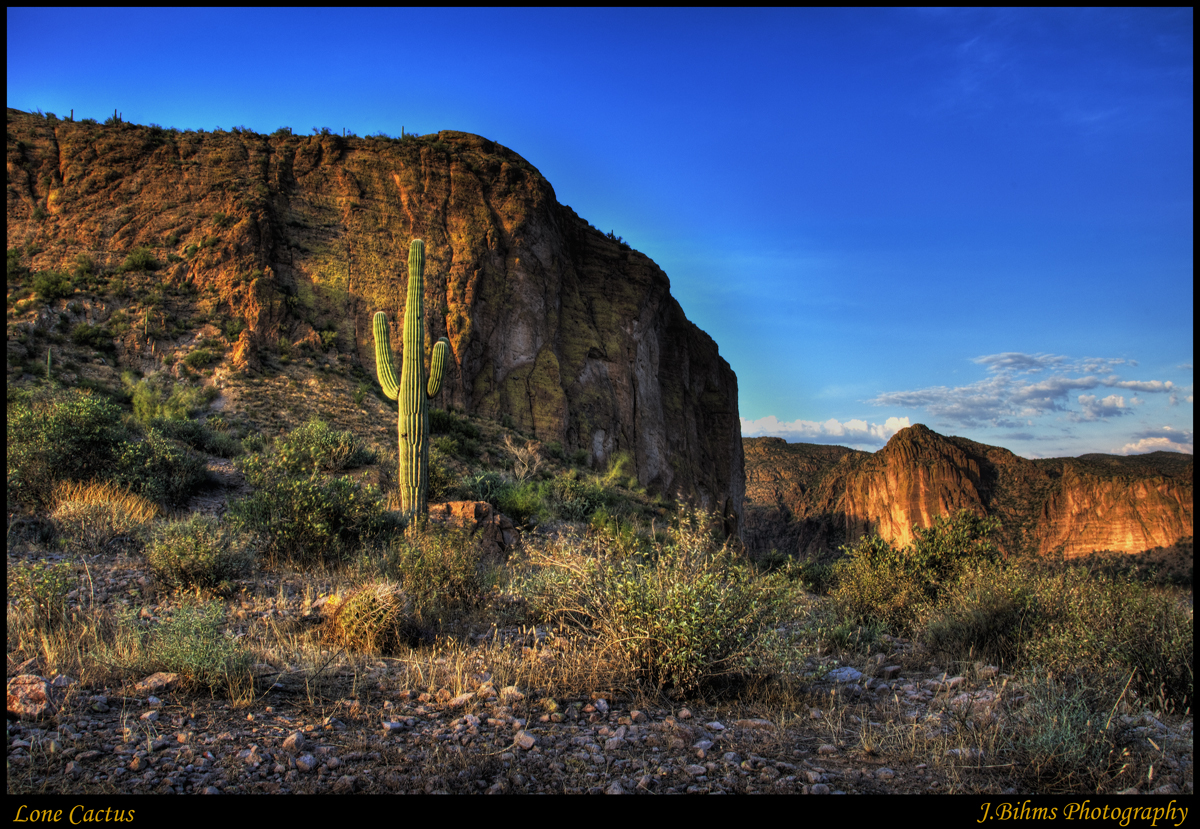 Lone Cactus